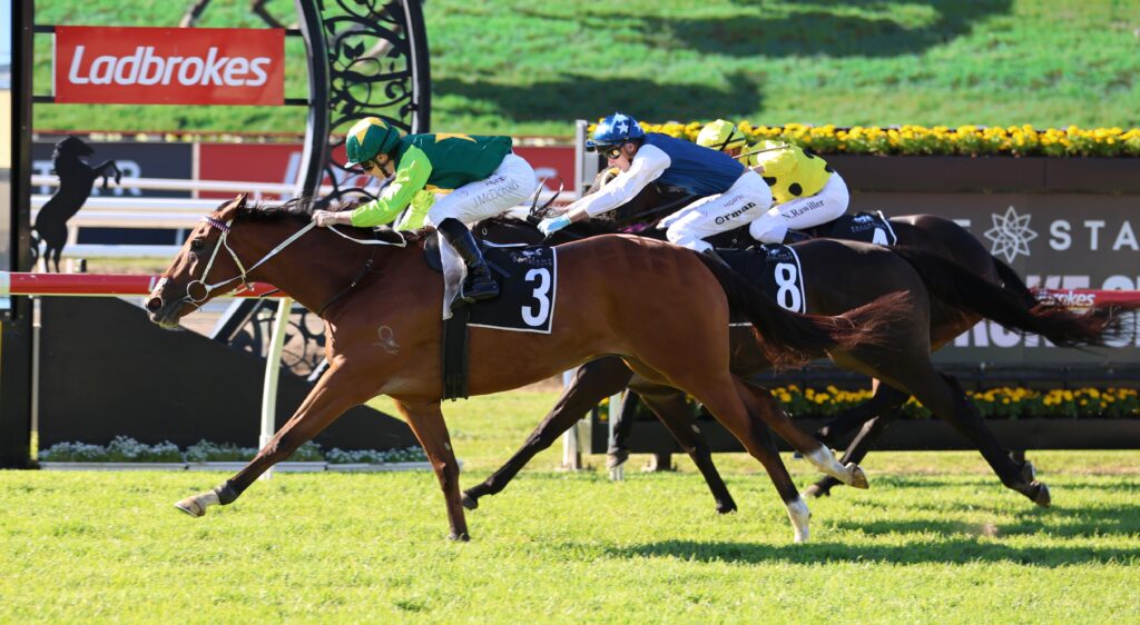Yellow Brick 2 | Just Horse Racing