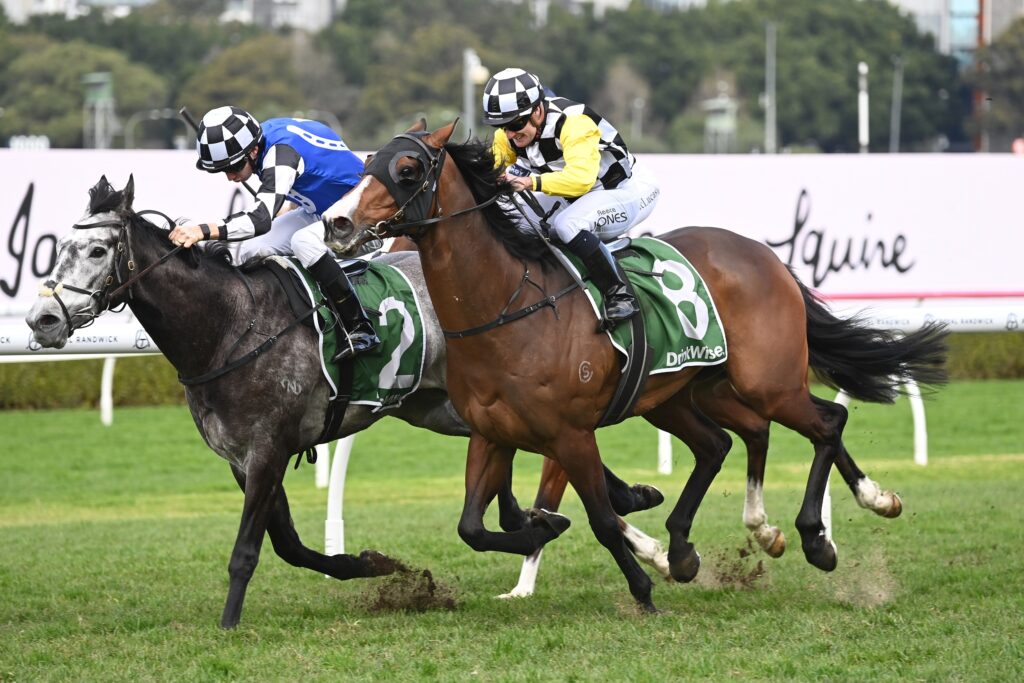Don Diego De Vega 130724 6417 | Just Horse Racing