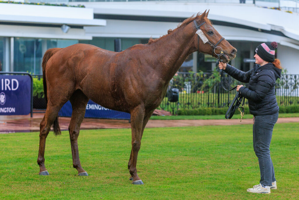 Flemington Race Day - | Just Horse Racing