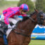 Recommendation,Vale Black Caviar,Group 3_31-08-2024_WIN_Caulfield_5__484 | Just Horse Racing