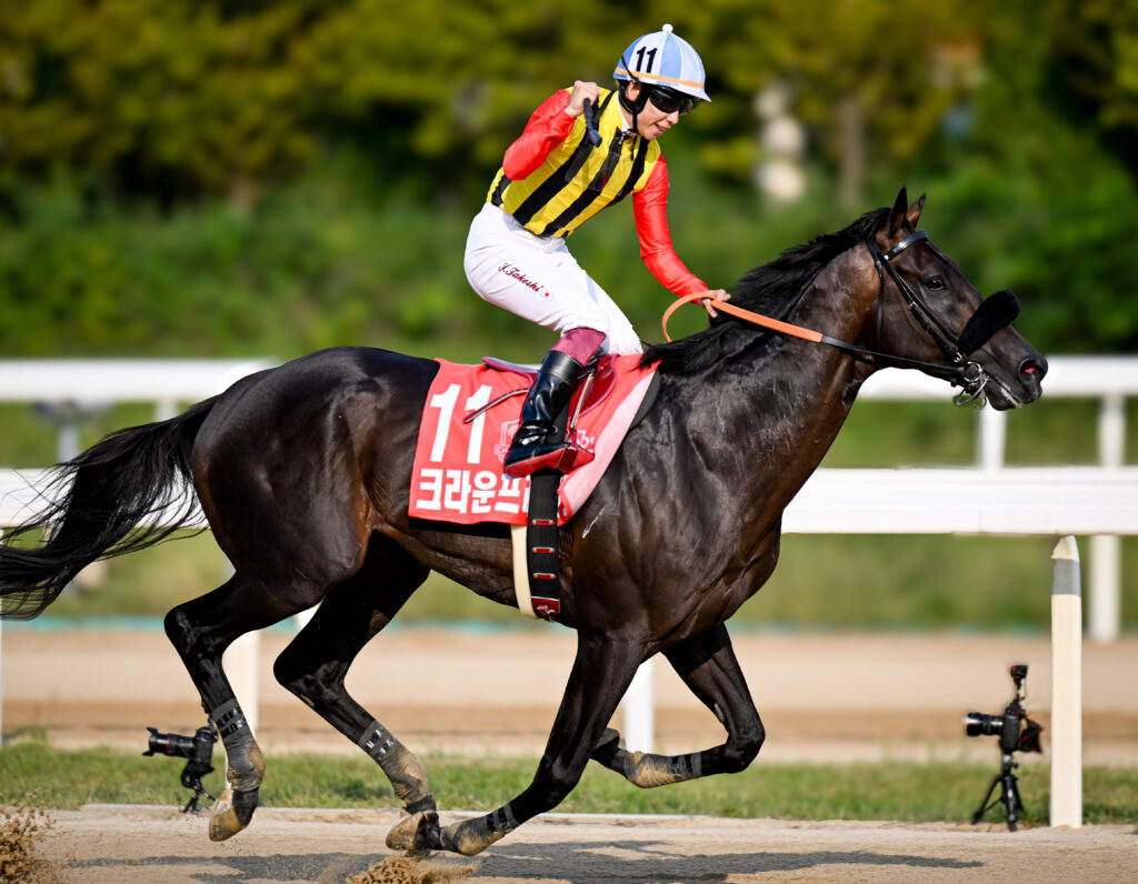Horse Racing 2024: Korea Cup Stakes Day | Just Horse Racing