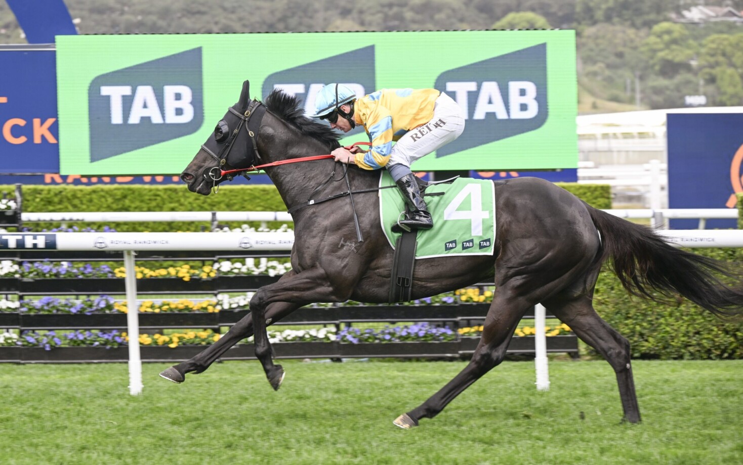 Eyes on Melody Again at Magic Millions National Broodmare Sale | Just ...
