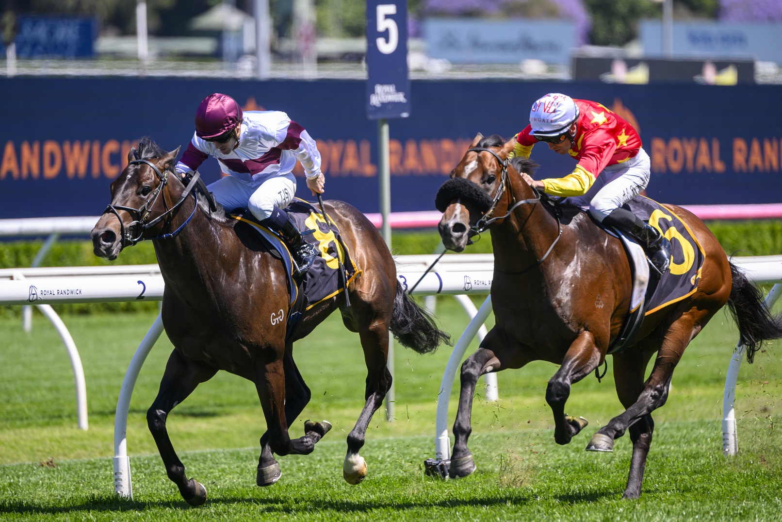 Eagle to get back on track at Wyong | Just Horse Racing