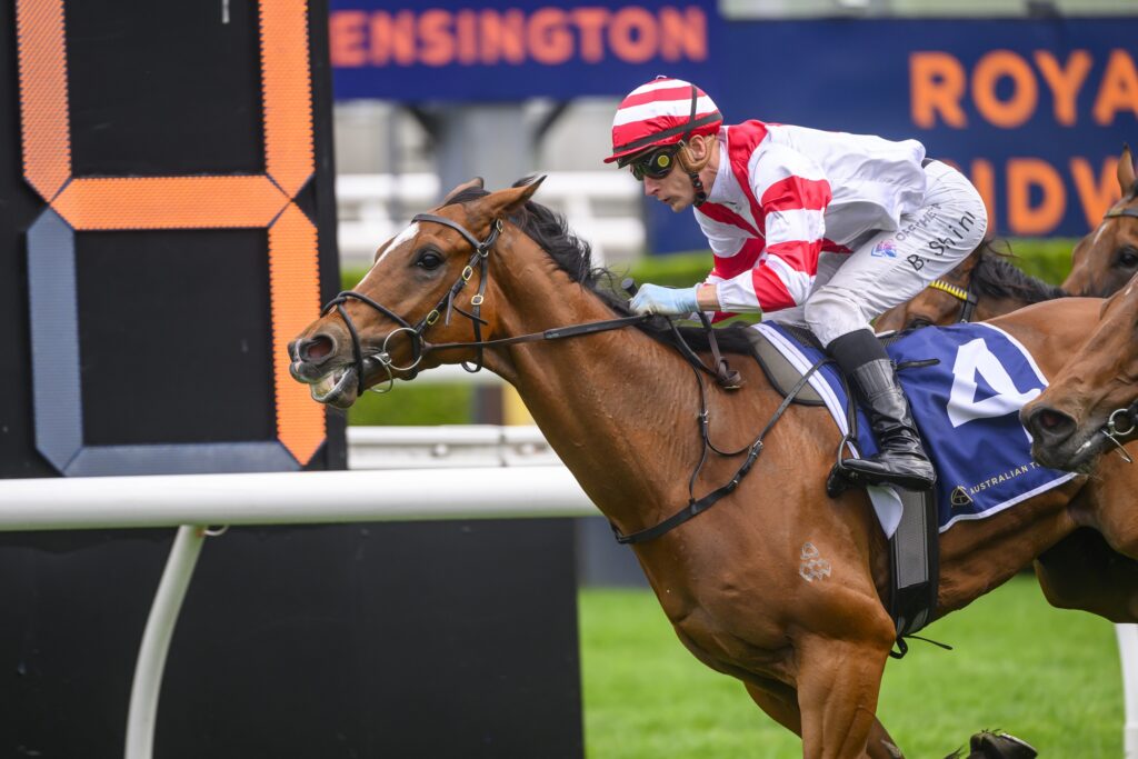 Ostraka 6647 | Just Horse Racing