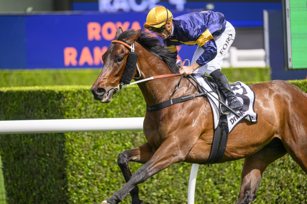 Swift Falcon 041024 9094 | Just Horse Racing