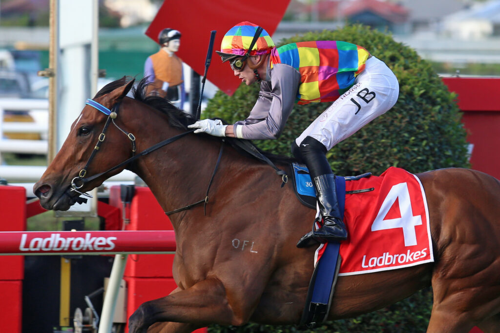 TIGER SHARK2T0481 | Just Horse Racing