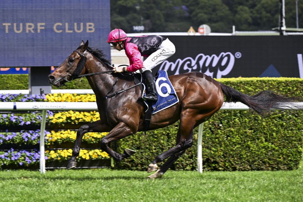 Gallant Star | Just Horse Racing