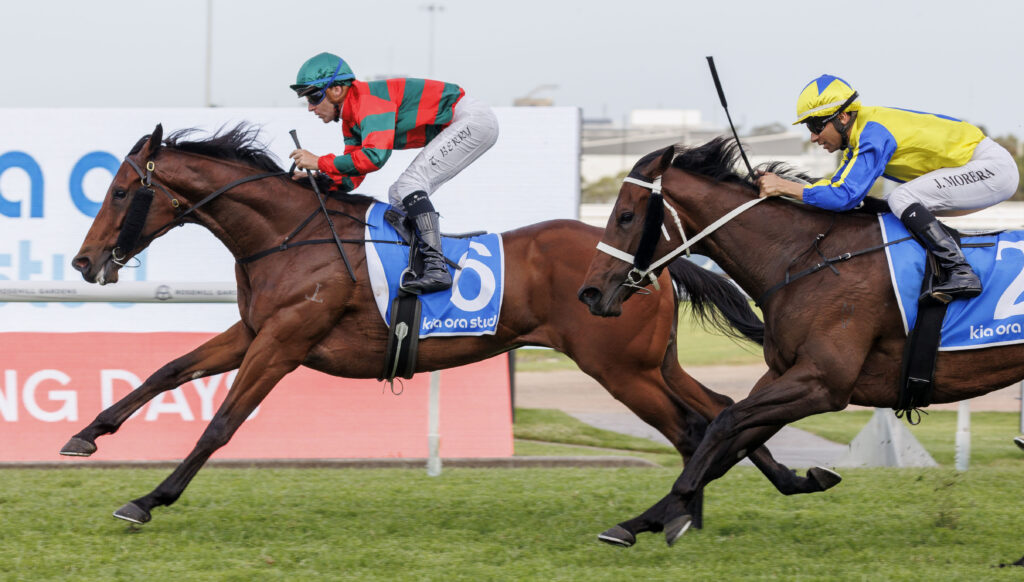 NeedSomeLuck-20241109-1381 | Just Horse Racing