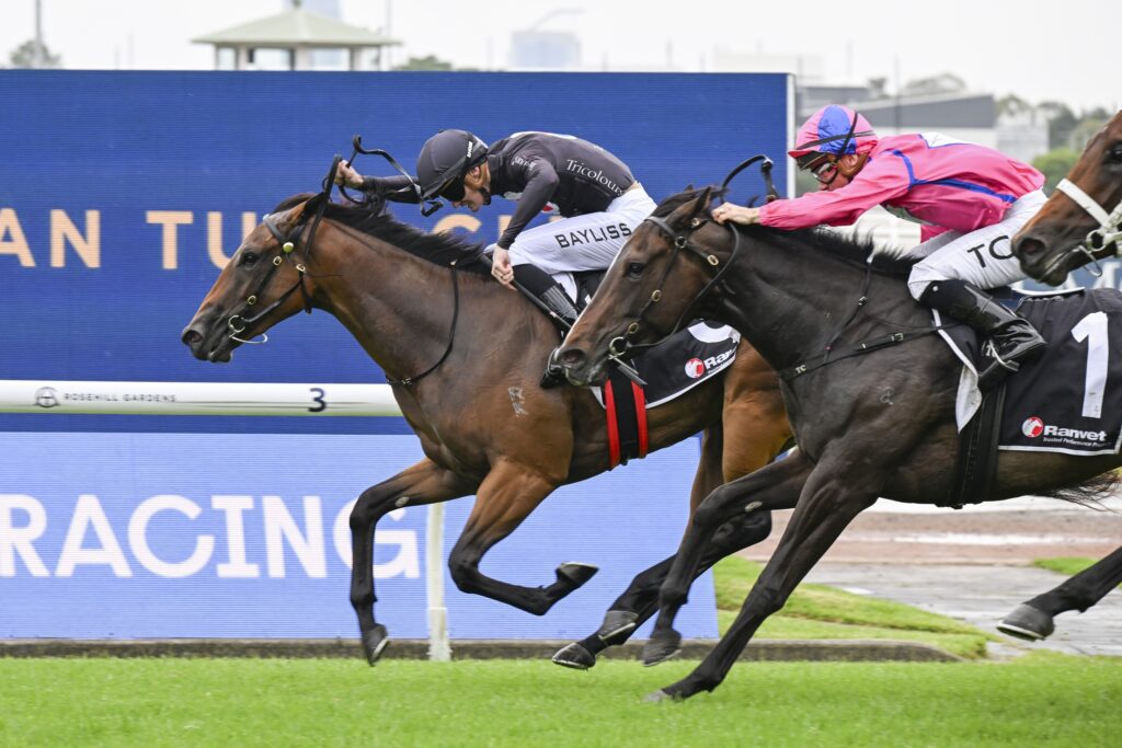 DSC_9531THE PLAYWRIGHT,Z_1_RH_30112024__B049 | Just Horse Racing
