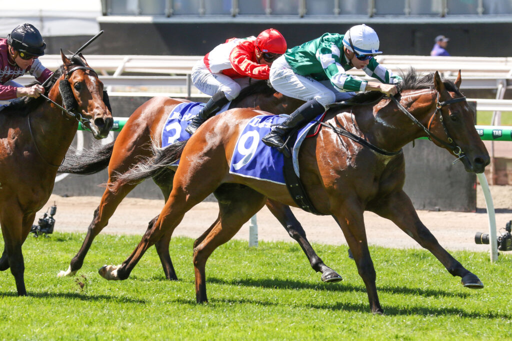 Tycoon Star,Maribyrnong Stakes,Group 3_05-11-2024_WIN_Flemington_1__101 | Just Horse Racing