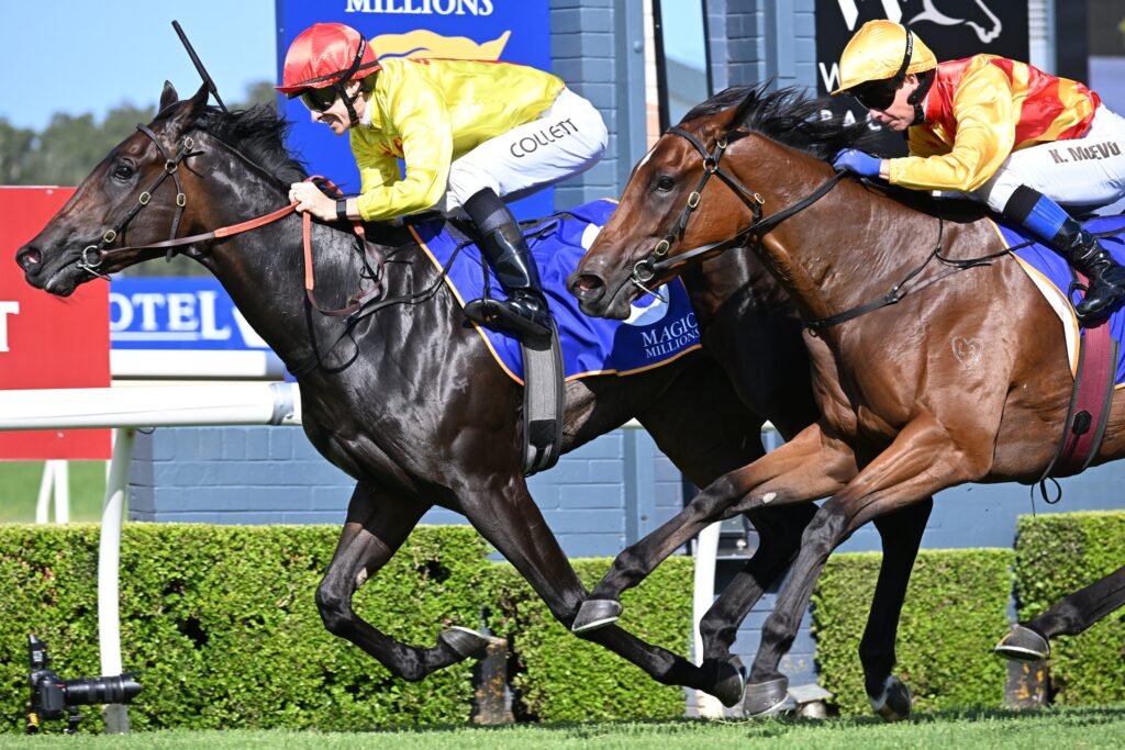 O'Ole 4737 | Just Horse Racing