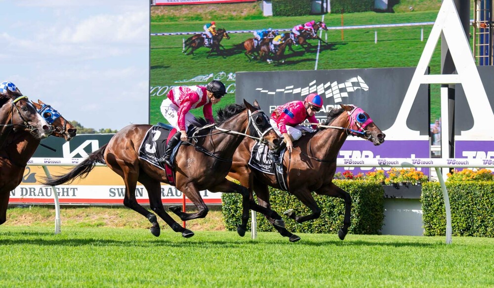 Playhouse Patron | Just Horse Racing