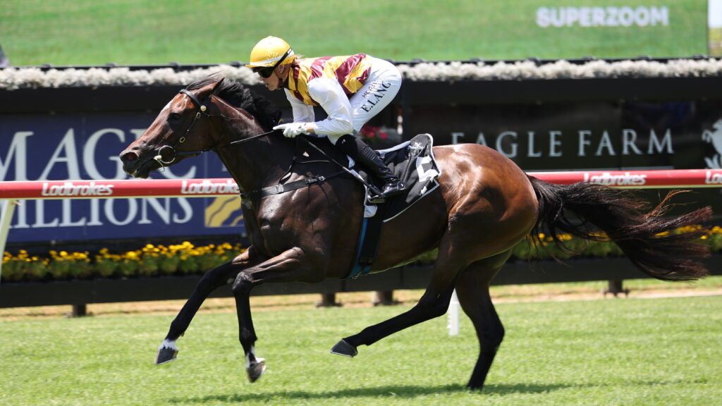 Torabella 3 | Just Horse Racing