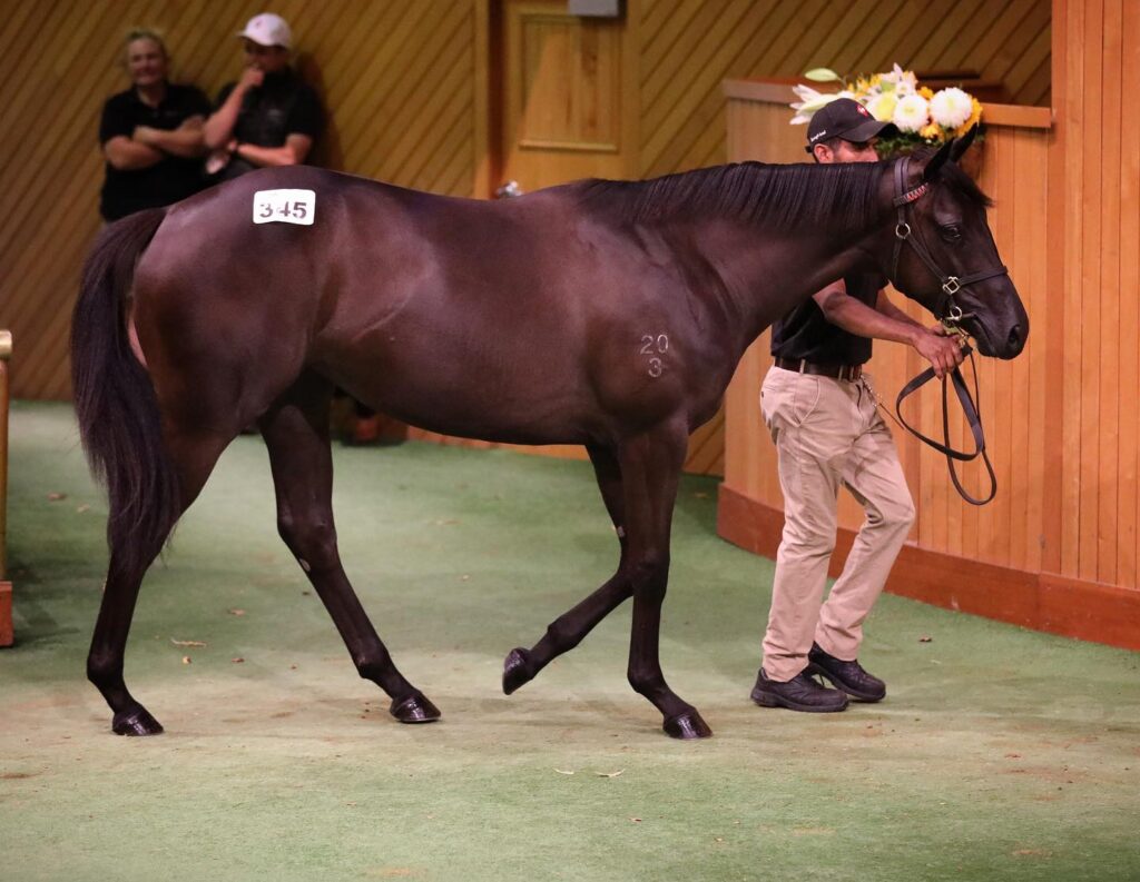 Lot 345 Savabeel x Symphonic | Just Horse Racing