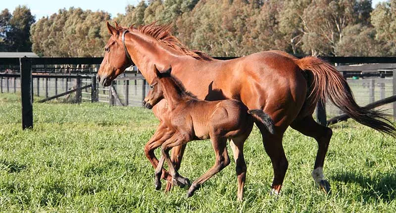 foal-mare-800 | Just Horse Racing