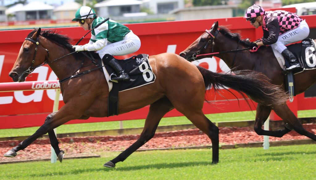 sunrays 2 | Just Horse Racing