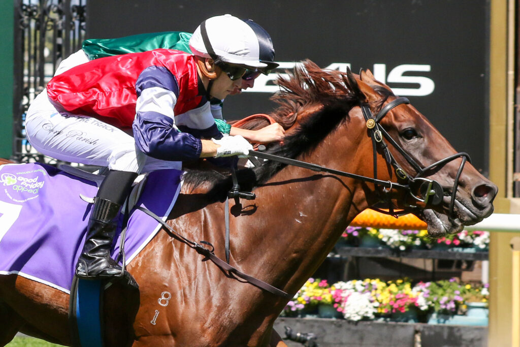 SCILLATO (5) | Just Horse Racing