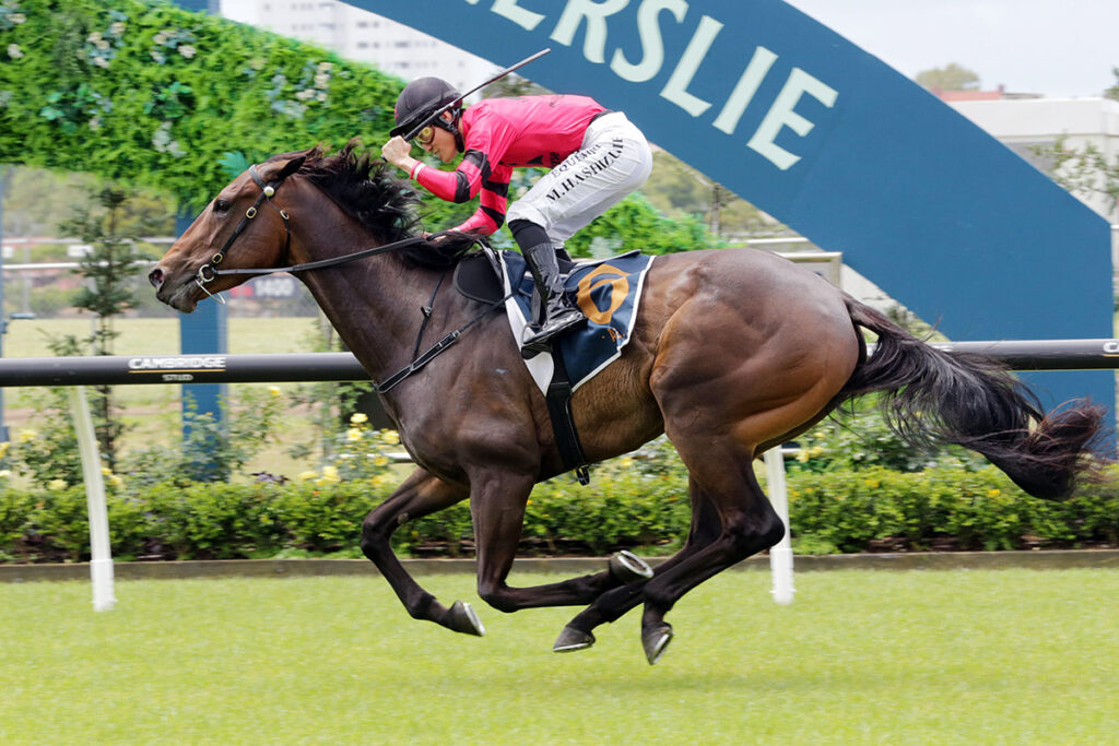Willydoit-w-8431 | Just Horse Racing