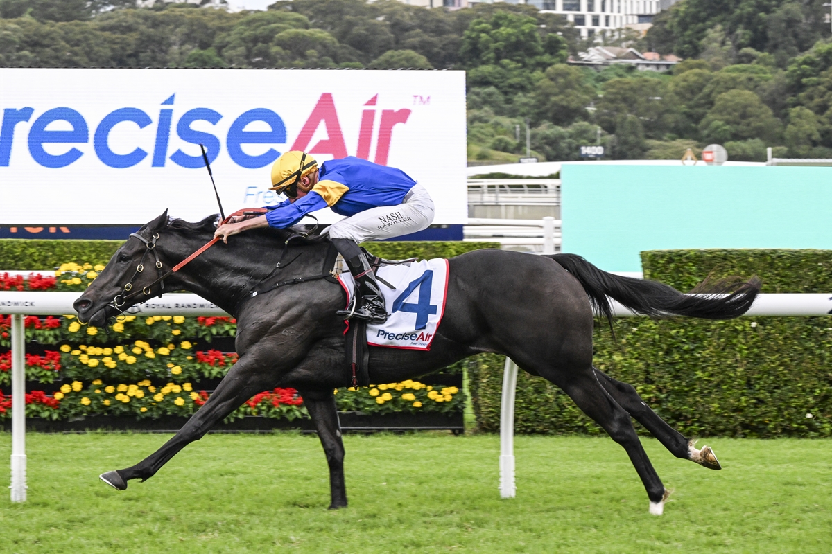 Freedman gelding delivers knock-out Punch | Just Horse Racing