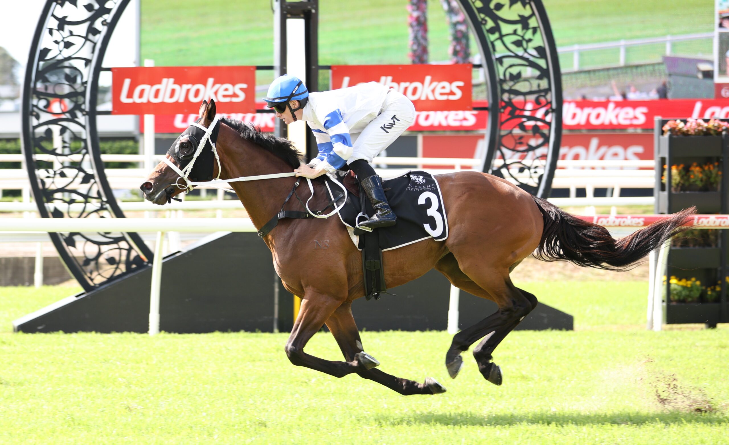 Bread-and-butter stayer chasing Cup crown | Just Horse Racing
