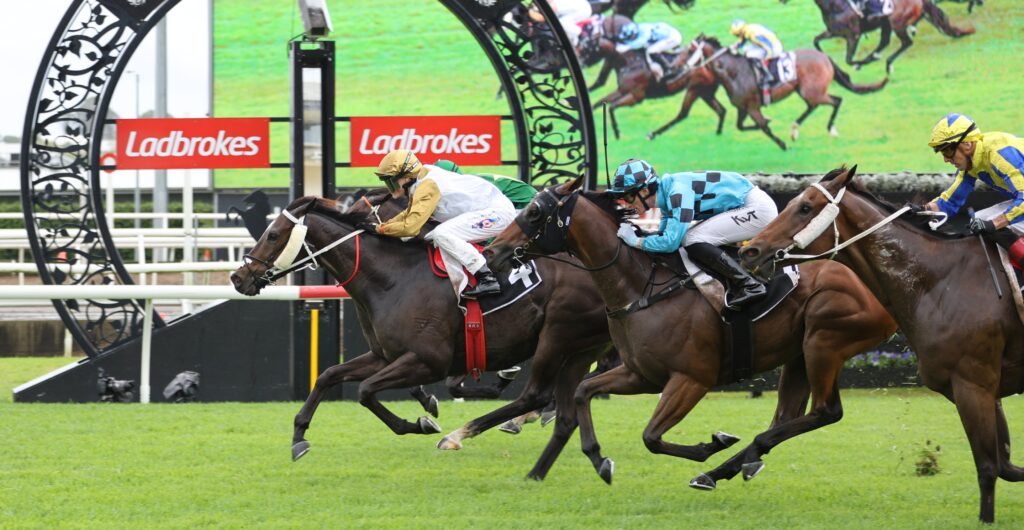 Harbourmaster | Just Horse Racing