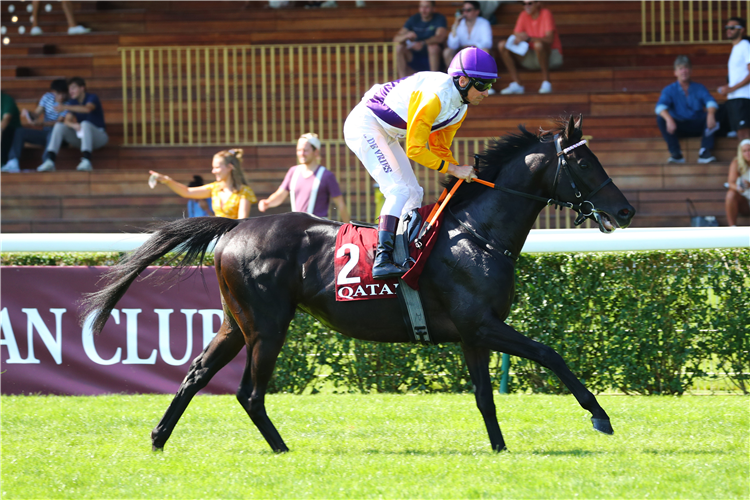 Horse Sammarco | Just Horse Racing