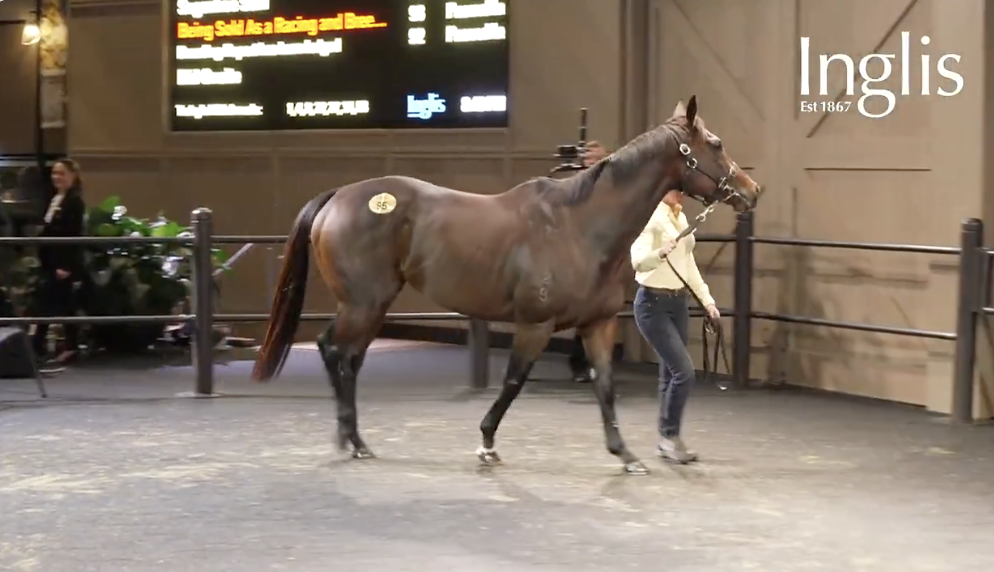 Star mare Amelia's Jewel sells for .8million | Just Horse Racing