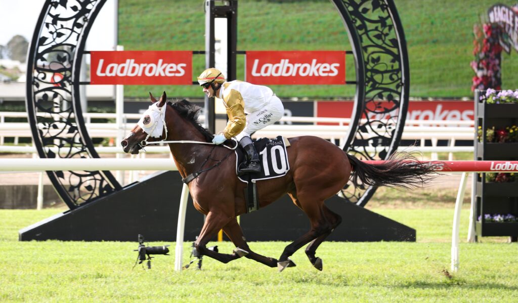 Tavs | Just Horse Racing