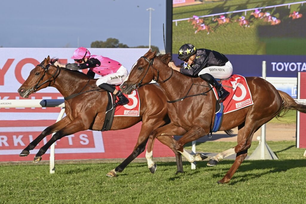 ELAMAZ | Just Horse Racing