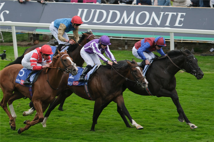 Los Angeles horse | Just Horse Racing