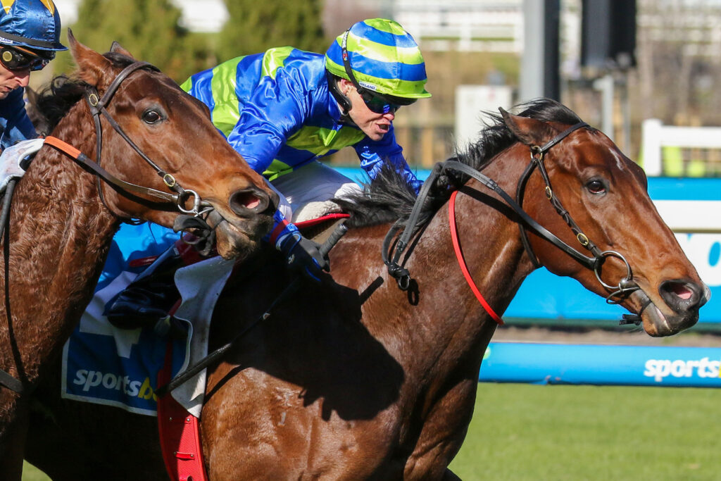 0SCAMPI9A0178 | Just Horse Racing