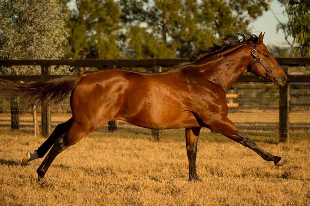 Deep Field | Just Horse Racing