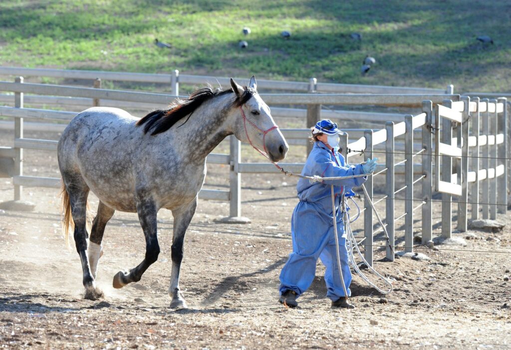 hendra | Just Horse Racing