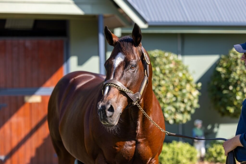 Toronado | Just Horse Racing