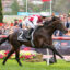 0NAPOLEONIC9A0232 | Just Horse Racing