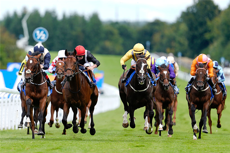 Sam Hawkens | Just Horse Racing