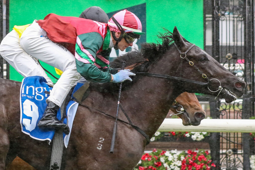 0CALAMARI RING9A0079 | Just Horse Racing