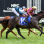 0SHE'S A HUSTLER9A1253 | Just Horse Racing