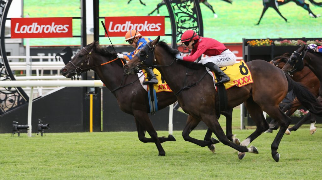 Anemacore | Just Horse Racing