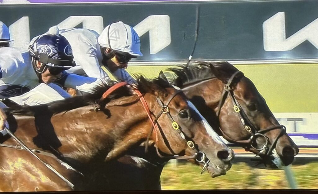 Libertad | Just Horse Racing