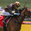0SHOCKLETZ9A0267 | Just Horse Racing