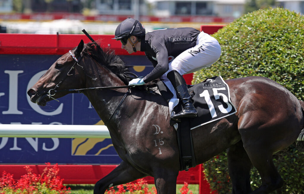 READY TO SCHIPP (5) | Just Horse Racing