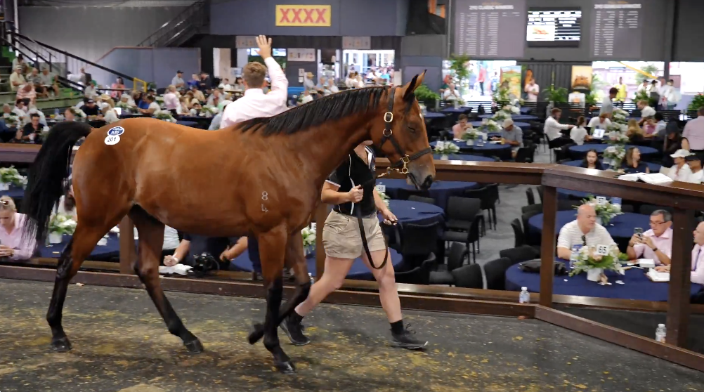 Extreme Choice colt sells for .2 million | Just Horse Racing