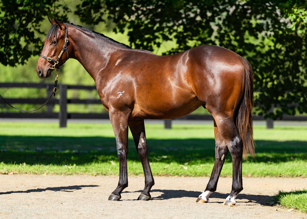 Lot 59 - Frankel (GB) x Antibes (AUS) | Just Horse Racing