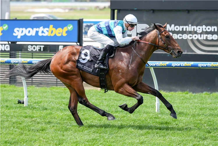 Top Reward | Just Horse Racing