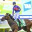 Guest House | Just Horse Racing