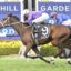 Aeliana | Just Horse Racing