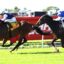 Zoology 2 | Just Horse Racing