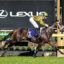 0V9BLIND RAISE0466 | Just Horse Racing Jockey in a green helmet and gold jacket rides a dark horse over a hurdle at a Lexus-sponsored horse race, with floral barriers in the foreground.