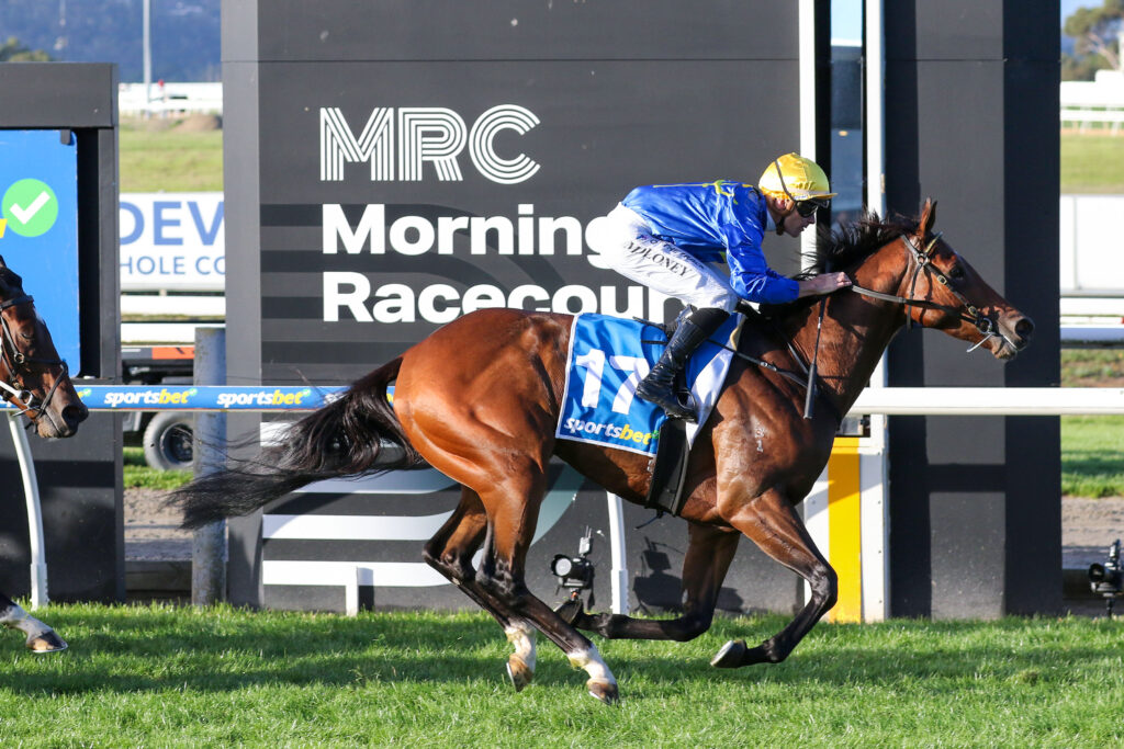 Jockey in blue silks and a yellow helmet rides a bay horse with number 17 on a blue saddlecloth, galloping on the grassy track at Mornington Racecourse (MRC).